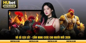 đá gà cựa sắt cẩm nang cược cho người mới